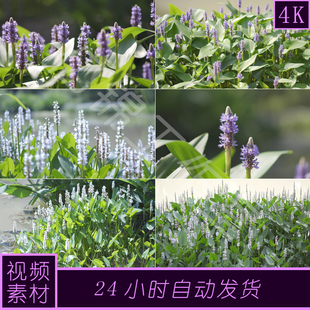 原创4k梭鱼草海寿花市政绿化视频素材