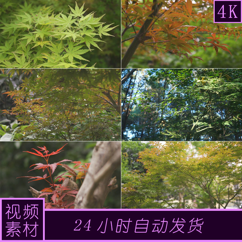 4k原创槭树公园绿化市政绿化植物视频素材图片