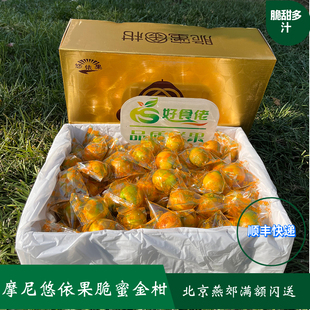 摩尼农品悠依果脆蜜金柑广西融安金桔脆蜜金桔纯甜第三代大金桔果