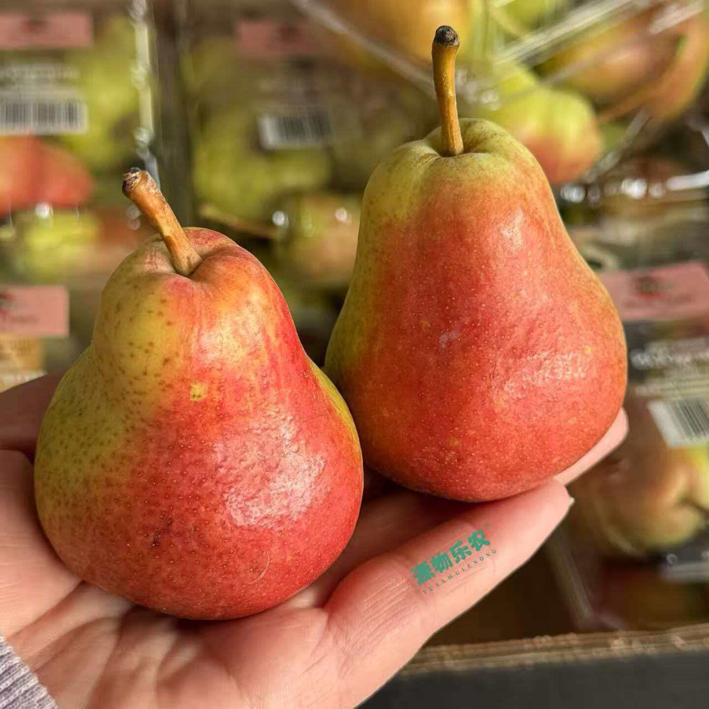南非啤梨彩啤梨太婆梨甜面顺丰