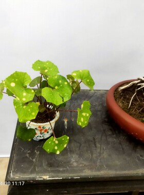 小盆景素材萤火虫光斑