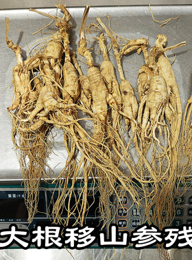 人参移山参林下参残枝 野参残支 大支单根15-20克 100克装老山参