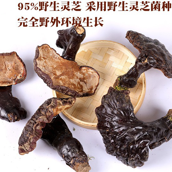 长白山林下野生木灵芝