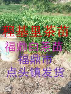福鼎白茶苗茶树苗茶苗华茶2号茶苗大毫苗程基里茶苗