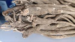 大黄芪片黑龙江大兴安岭黄芪根北芪切片生整根切片手工筛选切片