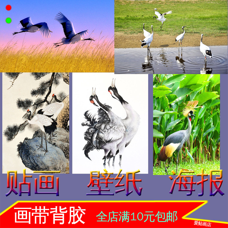 丹顶鹤保护动物仙鹤祥和鸟类照片海报科普装饰画墙贴画壁挂画自粘