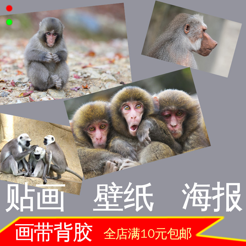 猴子美图高清动物科普壁挂画装饰画壁纸墙贴画大贴纸幅海报自粘