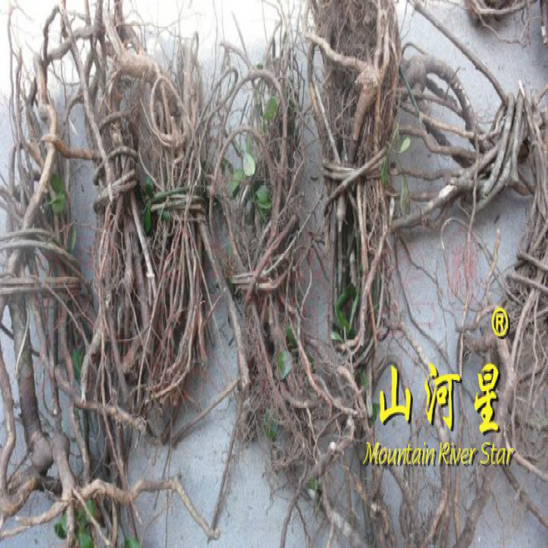 山河星春根藤链珠藤香藤子根满山香膳炖汤佐料煲汤野草根闽三明