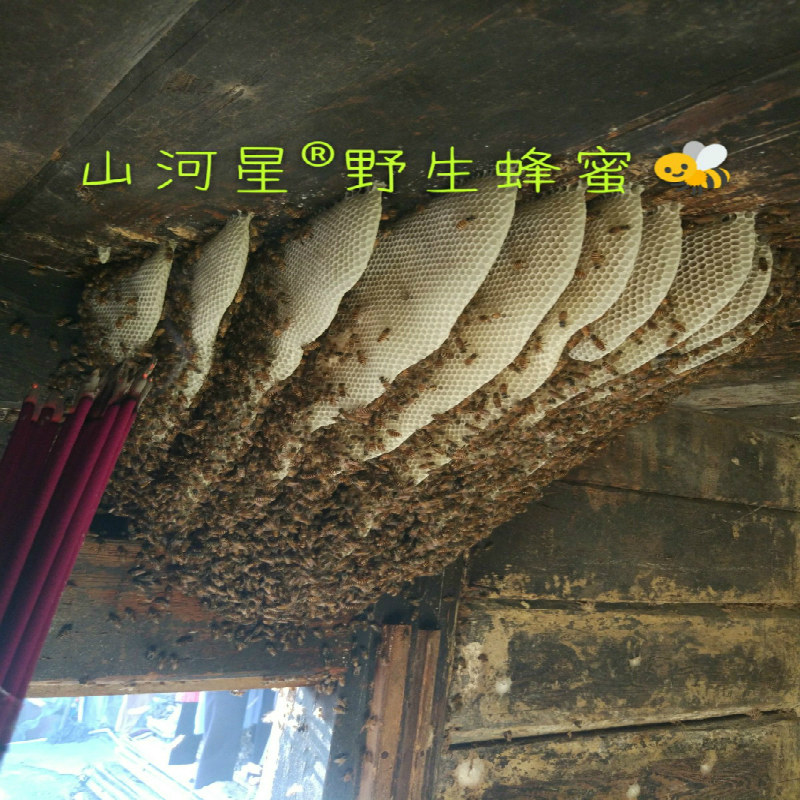 山河星 农村土蜂蜜土生态农家新蜜百花蜜原蜜山林冬蜜糖蜂巢蜜1斤