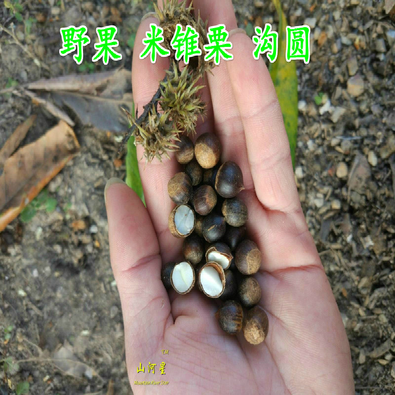 山河星沟圆榛子勾圆野生水果小锥栗小板栗新鲜毛栗子坚果零食野果,水产肉类/新鲜蔬果/熟食,新鲜板栗/板栗仁,淘宝优惠券,粉丝福利购,淘宝优惠卷