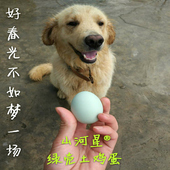 新鲜散养土鸡蛋绿壳月子初生山林地柴鸡蛋鸡蛋笨鸡蛋农家草鸡20个