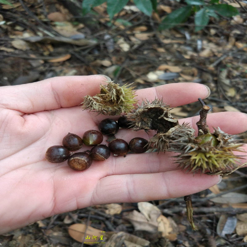 松鼠仓鼠粮粮食用品主粮金丝熊