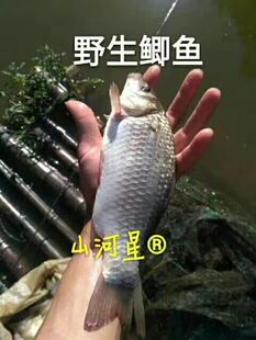 夏花寸片黄金鲫鱼苗 淡水异育银鲫中科3号丰产百花闽三明清流龙岩