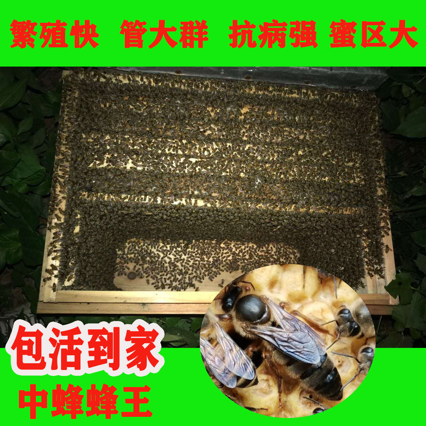 中蜂王阿坝种王优质种良种高产蜜蜂蜂王活体产卵王双色杂交处王