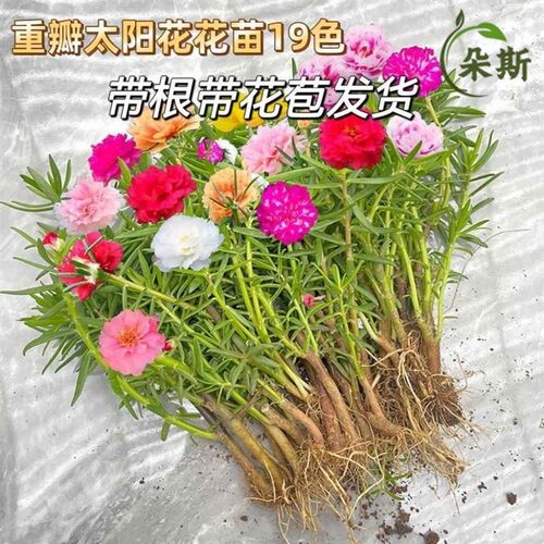 重瓣太阳花苗带根混色四季开花盆栽植物阳台庭院耐热绿植太阳花苗