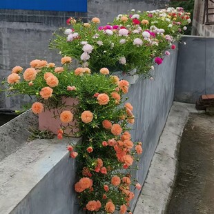 重瓣太阳花花苗大花枝条无根混色喜光开花植物室内室外好养易活