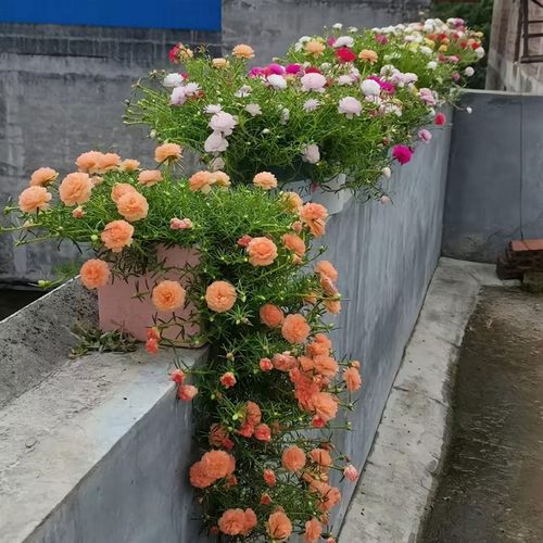 重瓣太阳花花苗大花枝条无根混色喜光开花植物室内室外好养易活