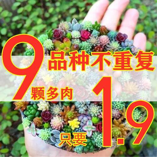 【3-24棵多肉套餐】多肉植物熊童子桃蛋吉娃娃玉露花卉园艺盆栽