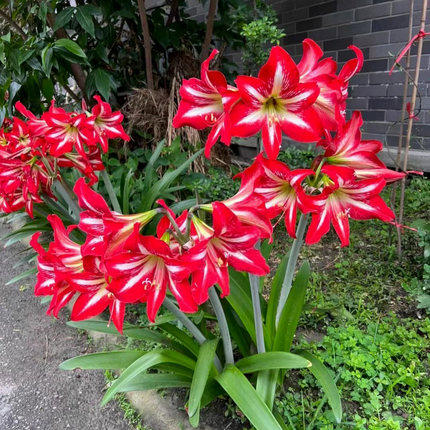 国产朱顶红四川女王花卉种球根绿植好养阳台楼顶植物本地土朱