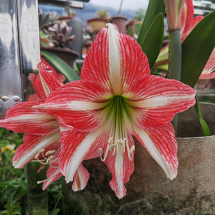 白肋朱顶红条纹特大花朵花卉绿植物球根盆栽阳台福建国产本地土朱