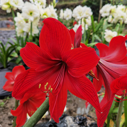 本地朱顶红球根植物很好养喜庆植物开花庭院阳台绿植土朱福建红狮