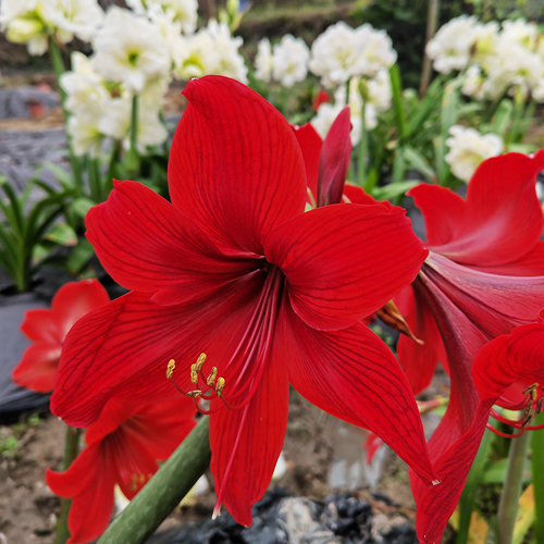 朱顶红球根庭院春季很好养植物