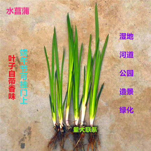 室外水生新鲜水净化水质石菖蒲