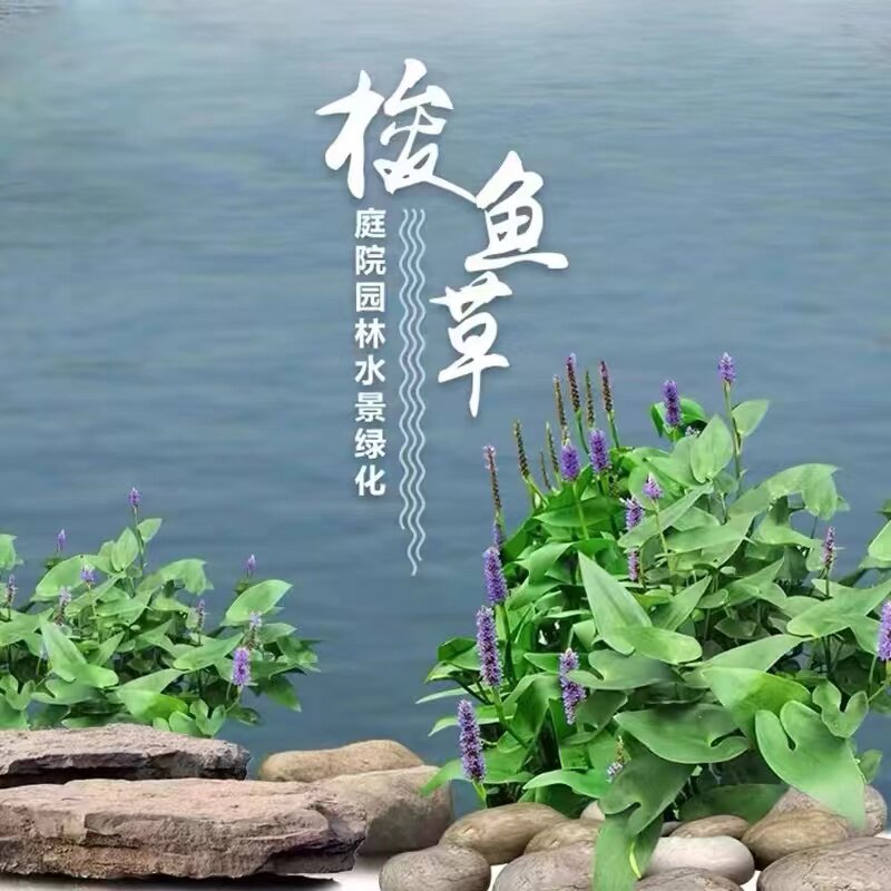 梭鱼草海寿花湿生挺水水生植物时令花卉池塘庭院造景绿化净化水质