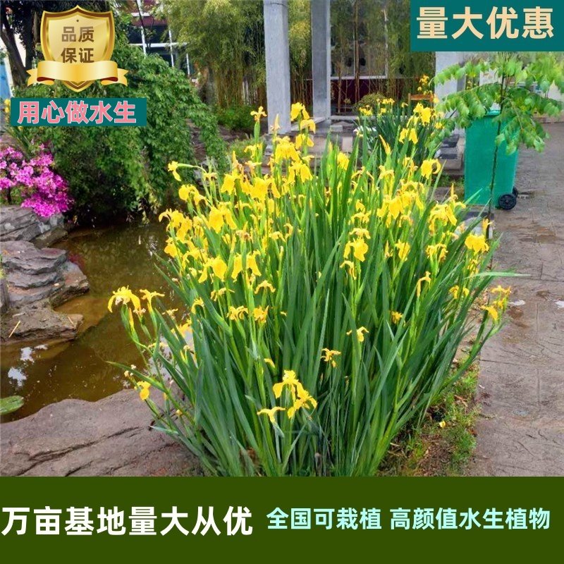 黄菖蒲苗黄花鸢尾水生鸢尾河道公园湿地绿化造景多年生湿生植物