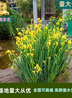 花苗植物地栽工程绿化黄菖蒲