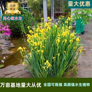 黄菖蒲苗黄花鸢尾水生鸢尾河道公园湿地绿化造景多年生湿生植物