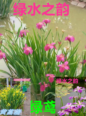 水生鸢尾花苗西伯利亚鸢尾四季常绿公园湿地绿化造景耐寒花卉植物
