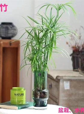 水竹植物盆栽风车草旱伞草鱼池龟缸水培挺水植物沼泽过滤净化水质