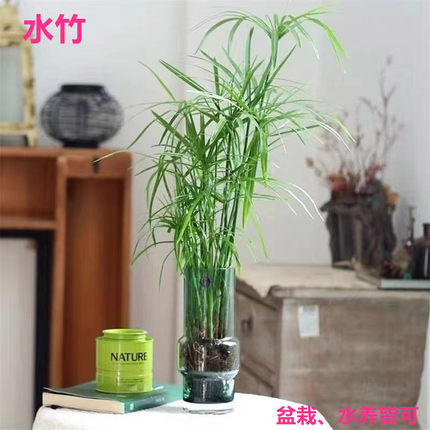 水竹植物盆栽风车草旱伞草鱼池龟缸水培挺水植物沼泽过滤净化水质
