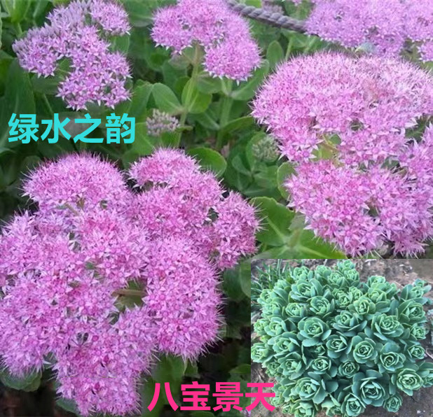 庭院室内阳台办公室盆栽花卉华丽大叶长药八宝景天苗三七植物 鲜花速递/花卉仿真/绿植园艺 绿植 原图主图