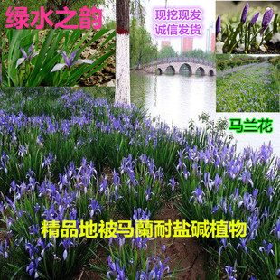 马蔺花苗马莲、马兰花苗、马韭水生植物旱菖蒲苗耐盐碱植物