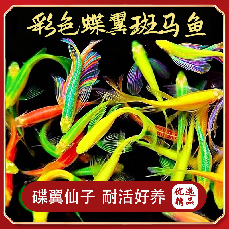 同城配送 糖果色长尾蝶翼斑马鱼翡翠观赏鱼小型热带鱼淡水七彩鱼