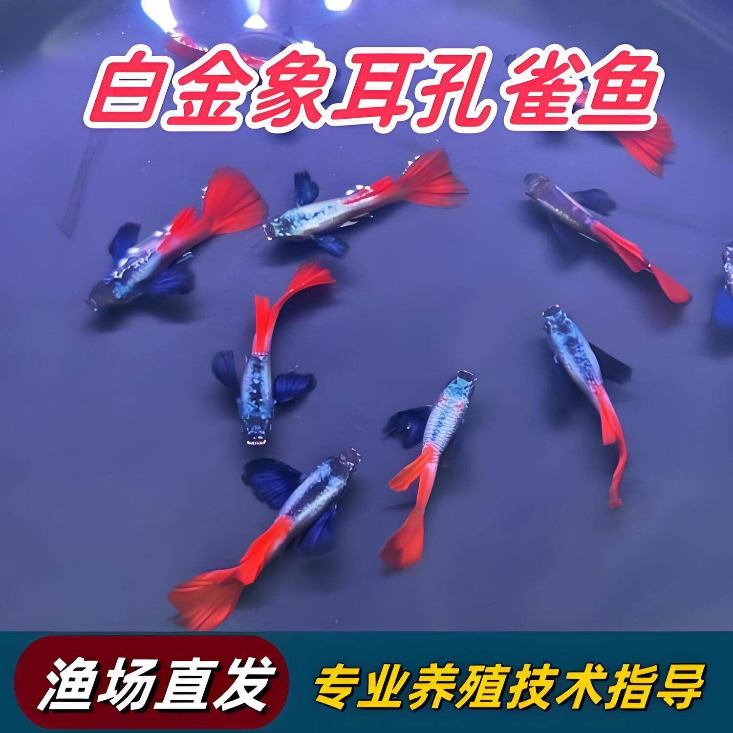 白金象耳孔雀鱼纯种好养热带淡水
