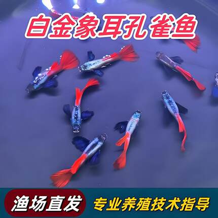 精品白金象耳孔雀鱼纯种热带好养观赏鱼耐活小型淡水热带鱼凤尾鱼