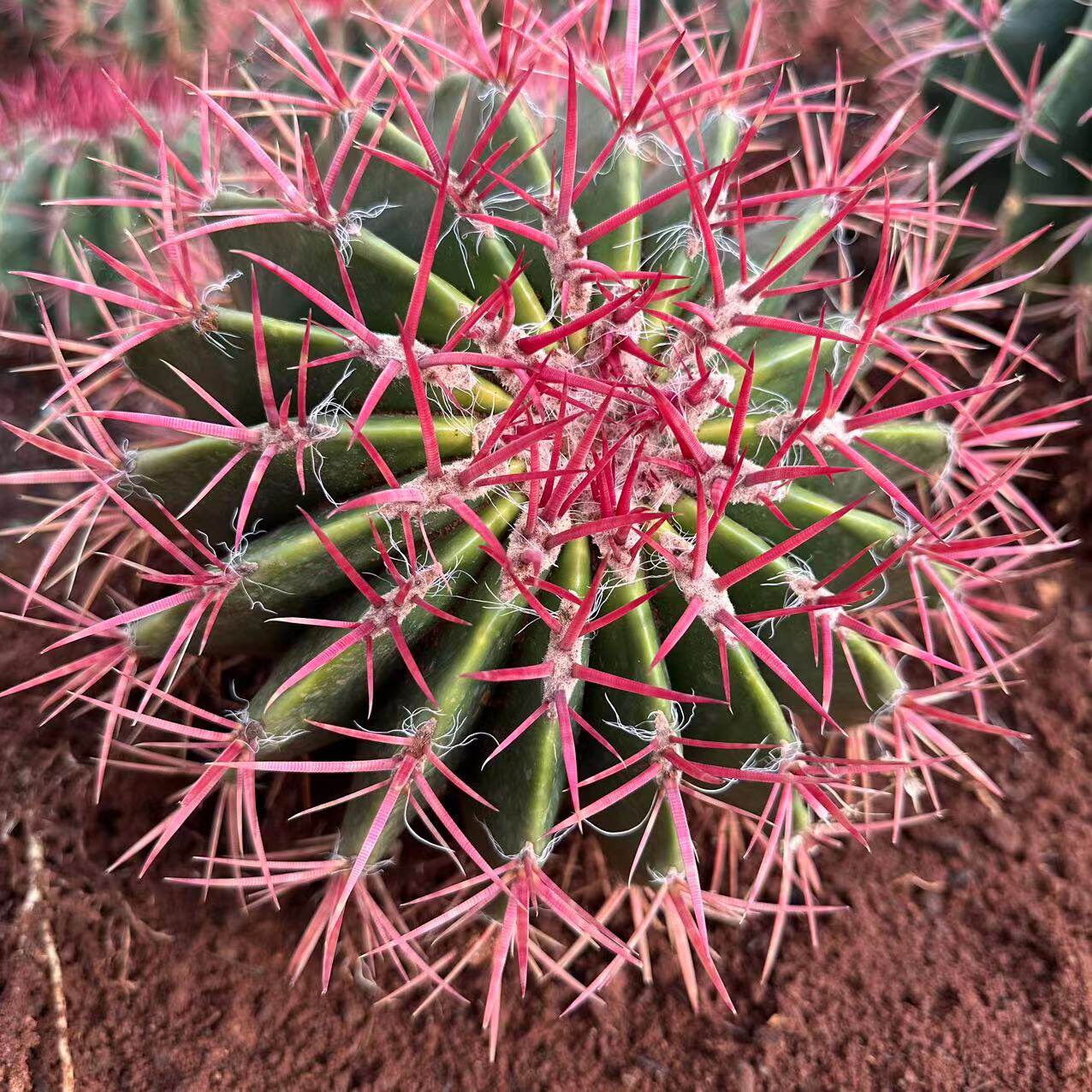 赤凤 （红虎）18-20cm  39.8元  多肉植物