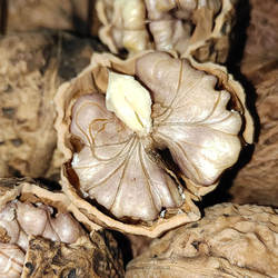 2025新货云南漾濞野生老树尖嘴紫米娘亲紫皮原味云南漾濞核桃包邮