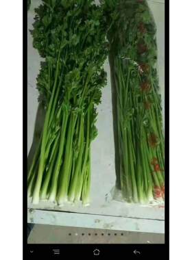 正宗章丘鲍芹嫩芽芽子脆甜无丝