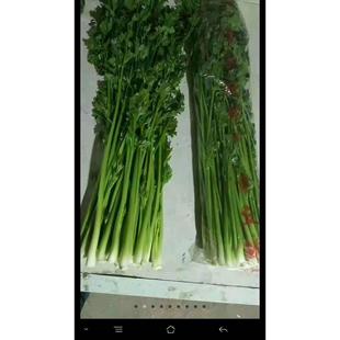 正宗章丘鲍芹嫩芽子山东千古佳蔬脆甜无丝产地自产自销