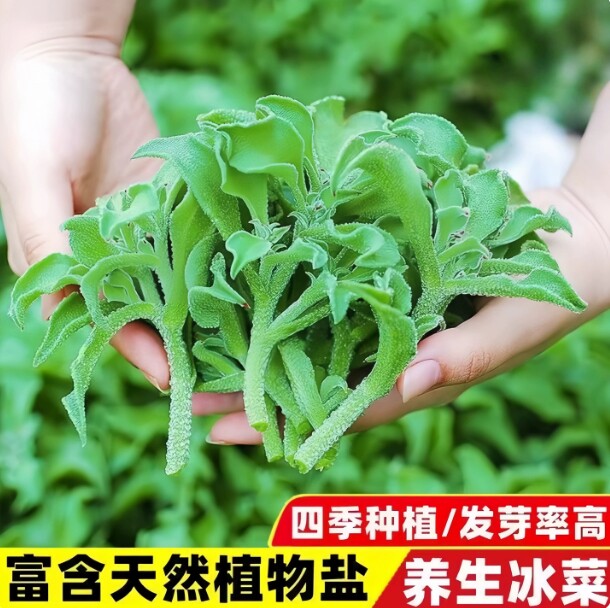 冰菜种子秋盆栽蔬菜种籽