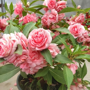 重瓣凤仙花种籽庭院花种籽子大全四季播种开花室外阳台指甲花种孑