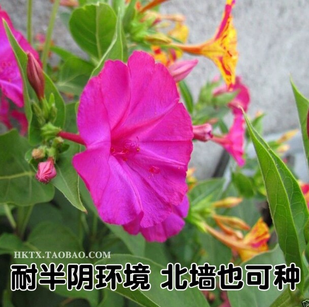 紫茉莉种子多年生宿根易种花籽