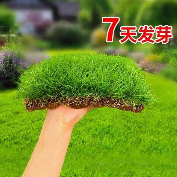 草坪草籽四季常青护坡狗牙根马尼拉地毯草孑庭院绿化黑麦草皮种子