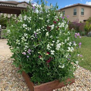 香豌豆花种子籽花卉室内室外阳台庭院四季播种开花春季春天易种活