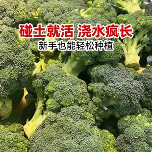 西兰花种籽西兰花种子花苗曼陀绿青花菜秧苗种籽花籽孑优秀西蓝花