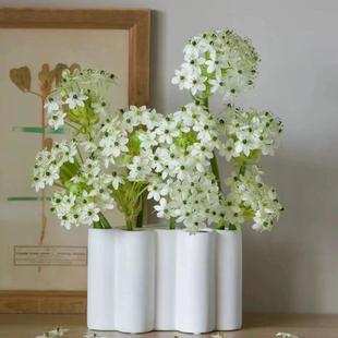 天鹅绒种球伯利恒之星虎眼万年青耐寒耐热多年生阳台庭院浓香花卉